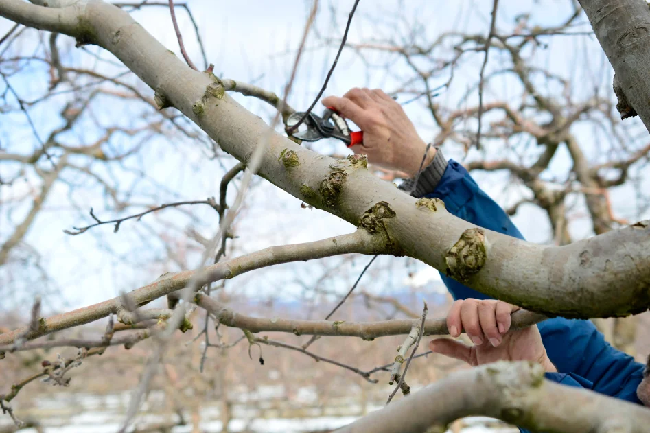 Arborist beskär grenar på träd