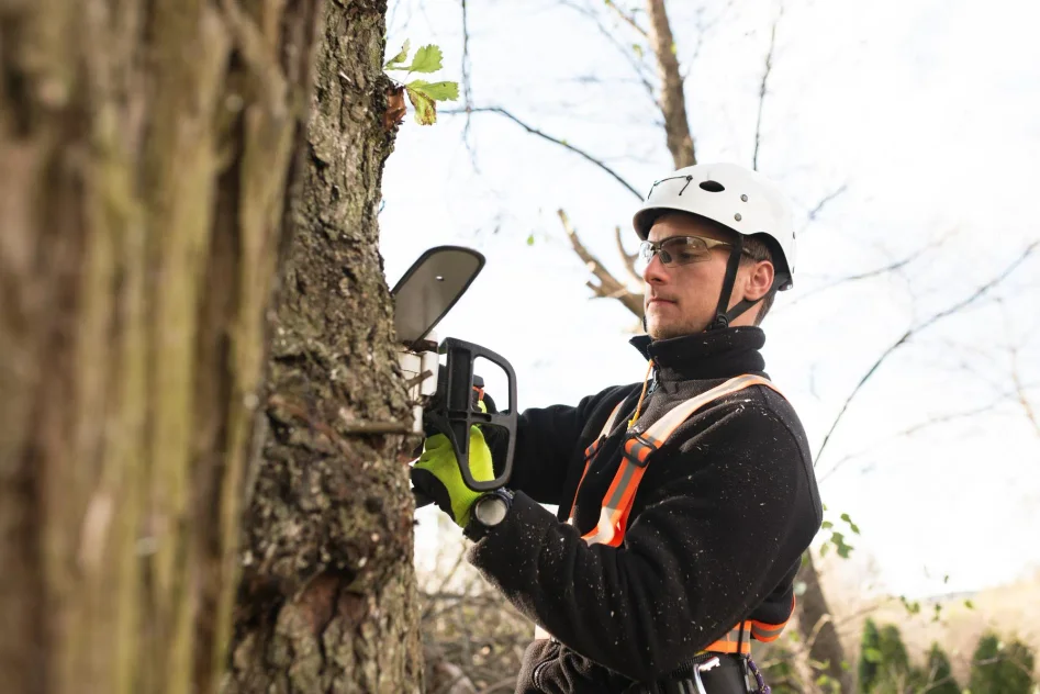 Arborist sågar med motorsåg i trädstam