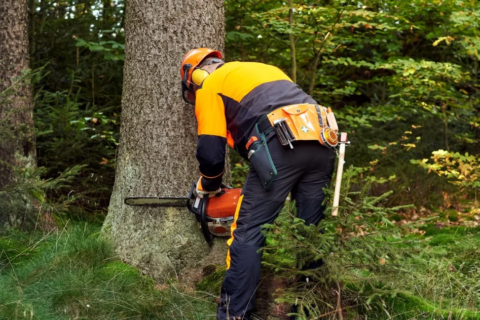 Arborist sågar snitt med motorsåg i träd