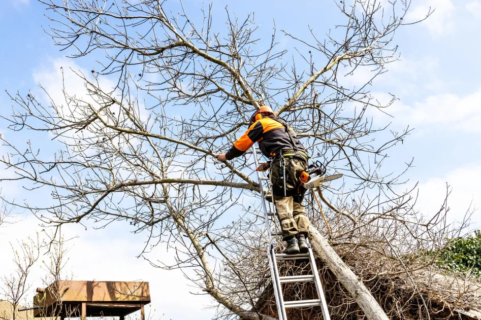 Arborist sågar träd i trädgård