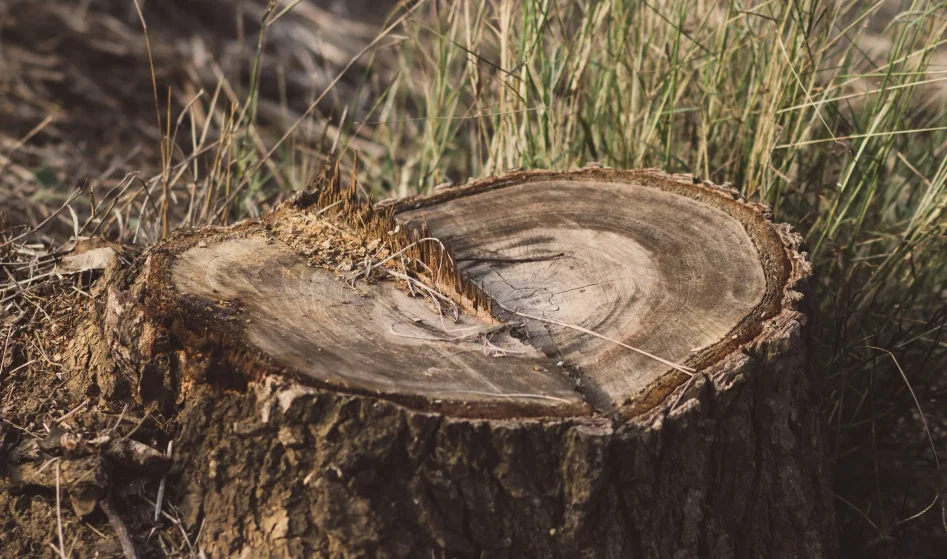 Arborist tar bort stubbe