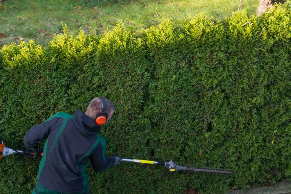 Trimmar häck med stor häcksax med teleskopstång