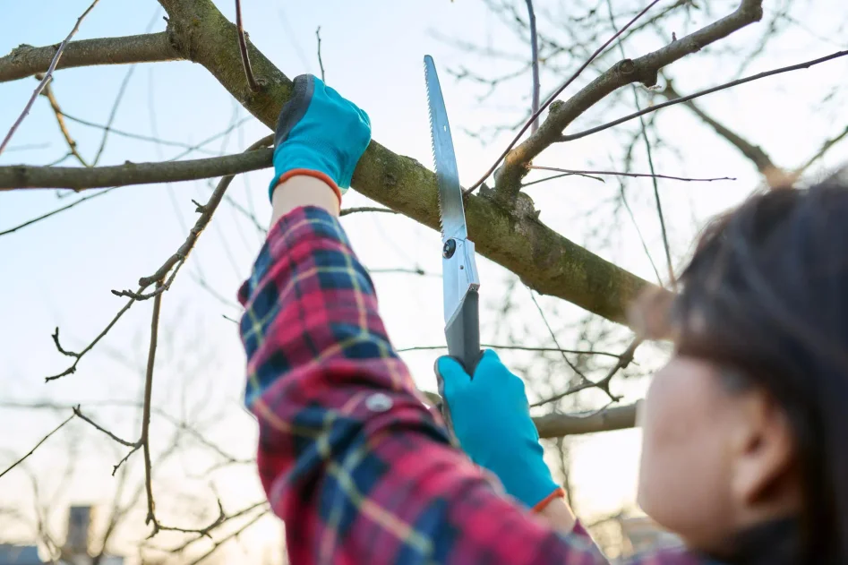 Arborist beskär gren på träd