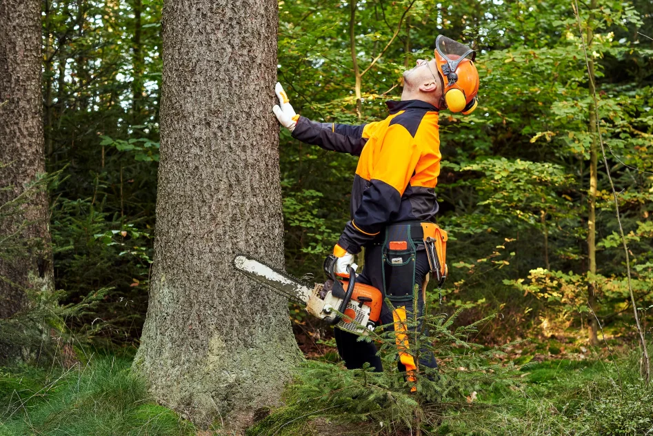 Arborist inspekterar träd, hållandes en motorsåg