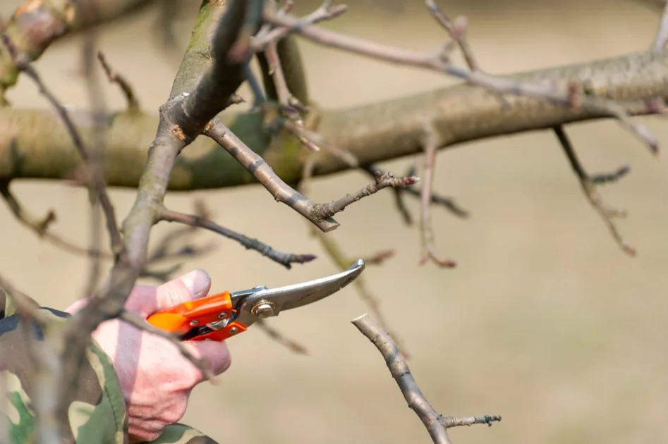 Arborist med sekatör beskär träd