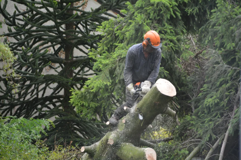 Arborist i skog skär ner träd med motorsåg