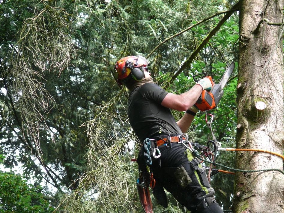Arborist i skyddshjälm och hörselkåpor beskär träd med motorsåg