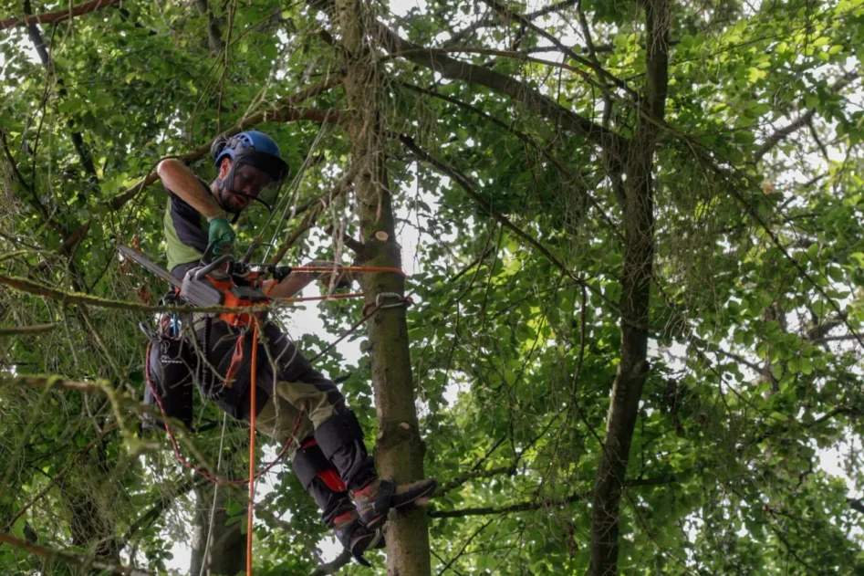 Arborist i träd med säkerhetslina