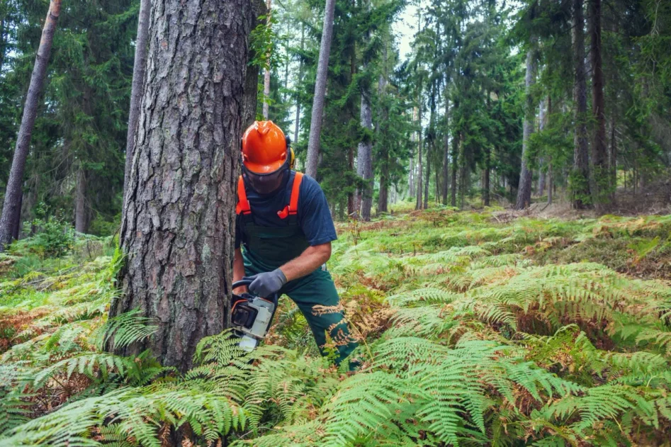 Sågar ner träd i skog med motorsåg
