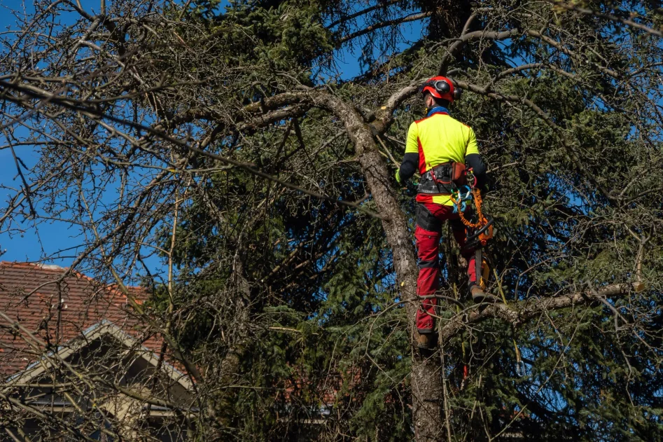 Arborist fäller ett träd