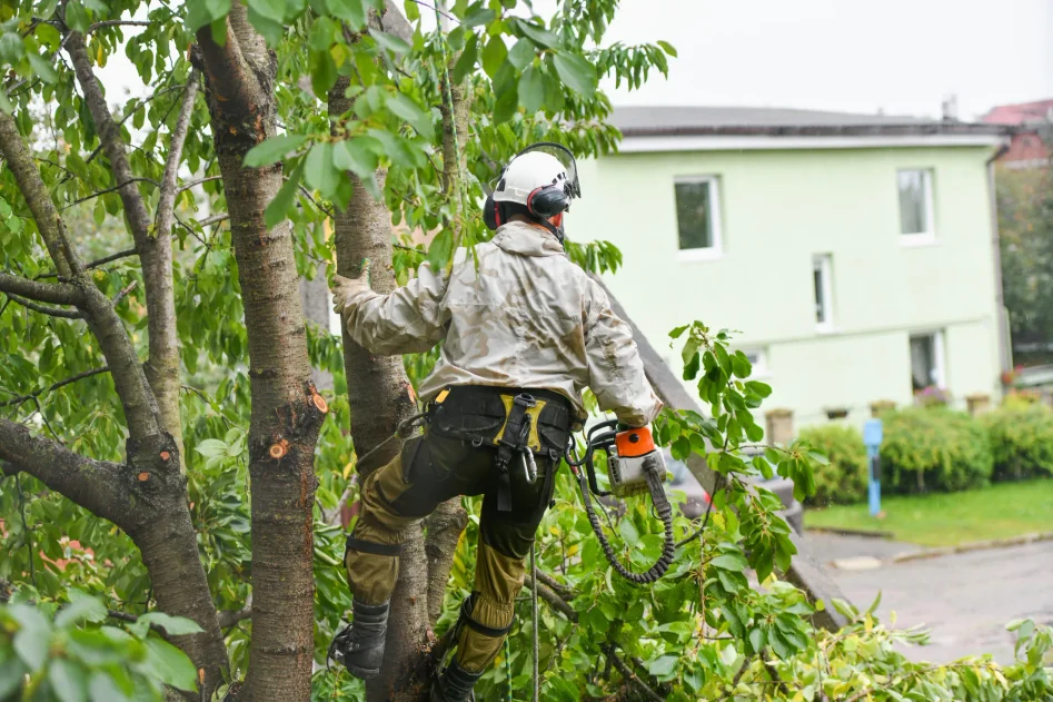 Trädvård i trädgård utförd av en arborist