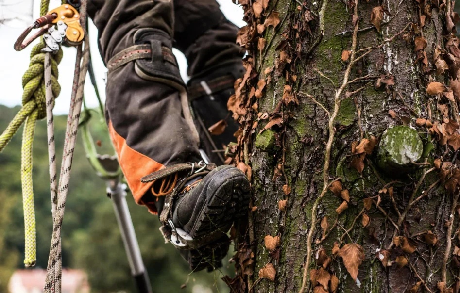 Arborist i utrustning klättrar i träd