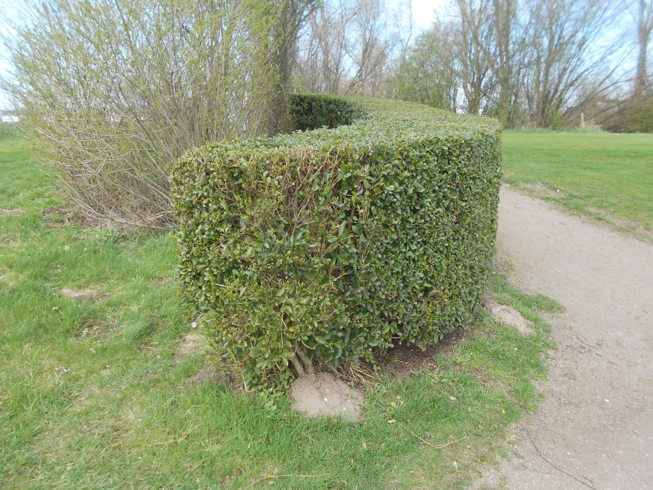 Friserad häck 