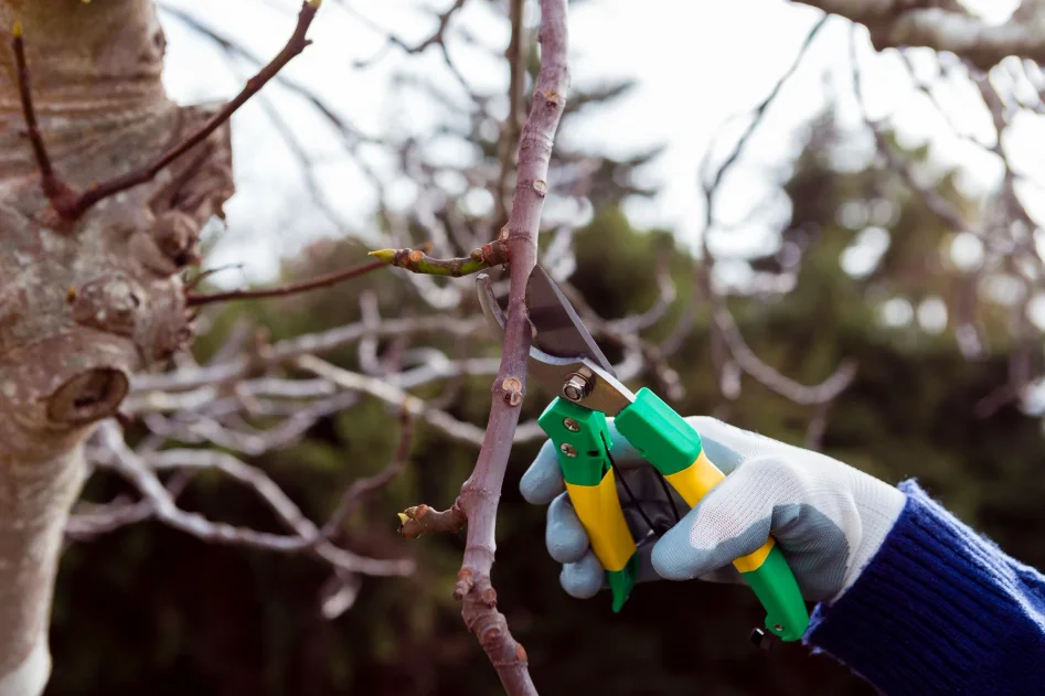 Arborist beskär grenar i träd